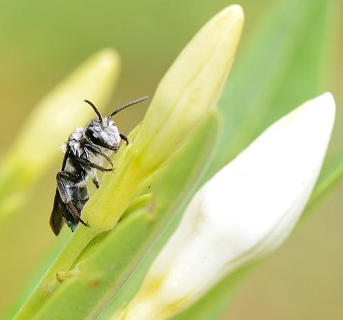 Andrena agilissima